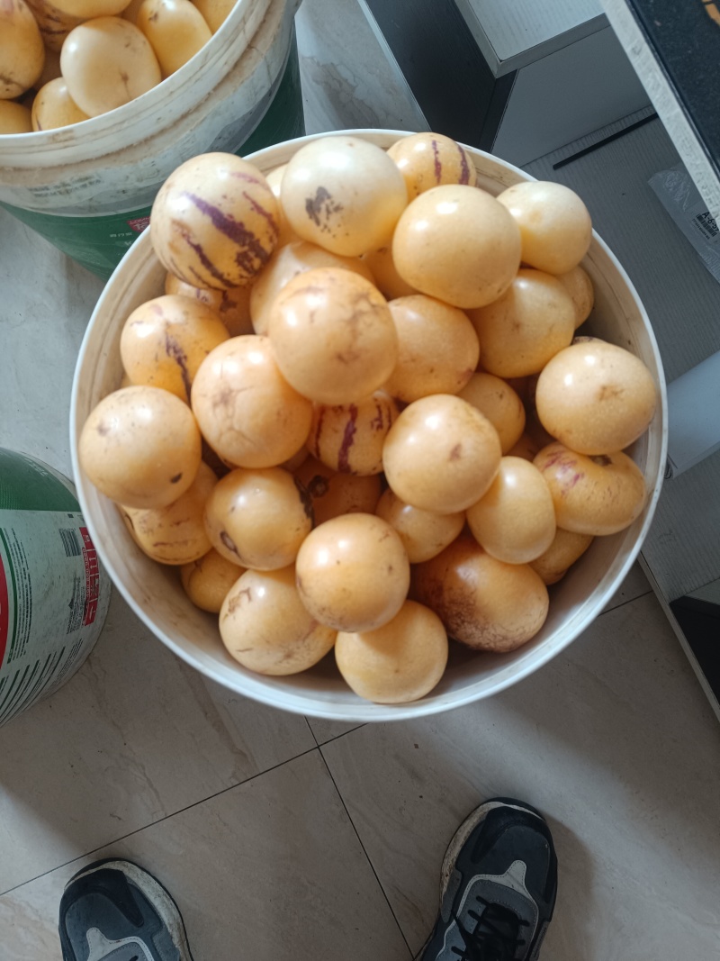 阳江人参果
