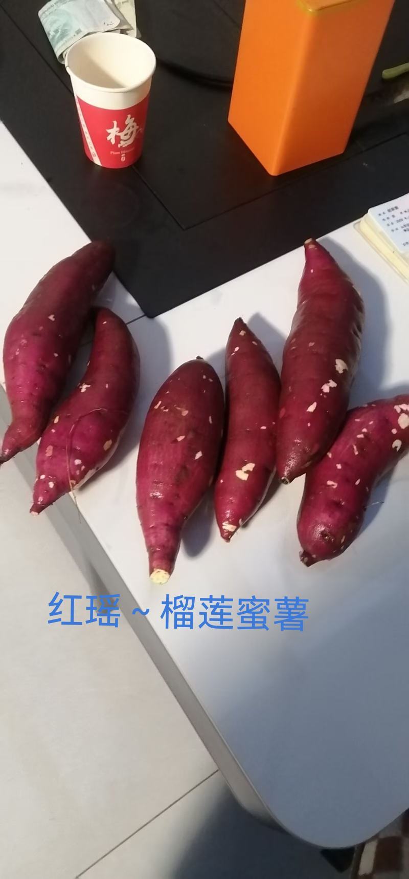 脱毒红薯苗：红瑶，榴！基地直发，保证品质！欢迎咨询订购！