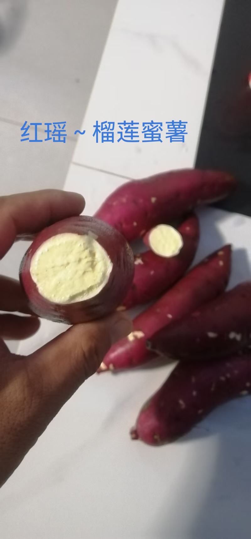脱毒红薯苗：红瑶，榴！基地直发，保证品质！欢迎咨询订购！