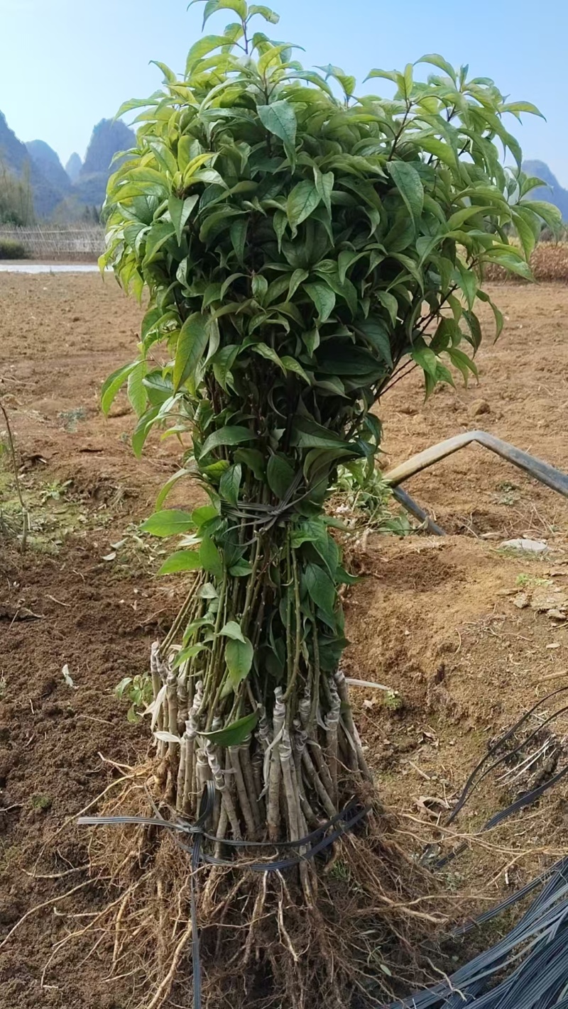 三华李树苗