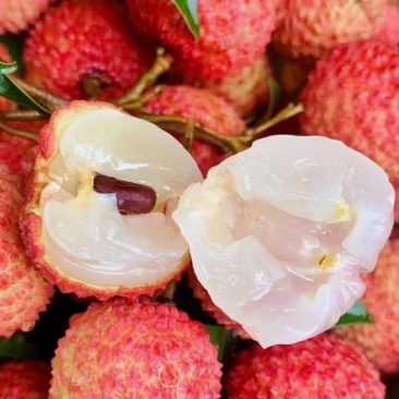 桂味荔枝