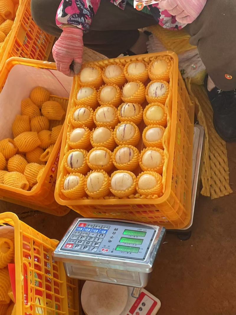 云南人参果产地直发