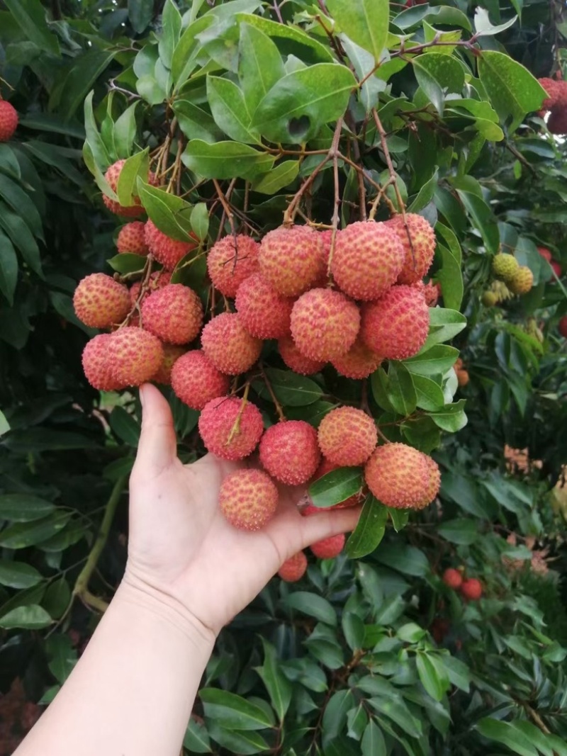 桂味荔枝