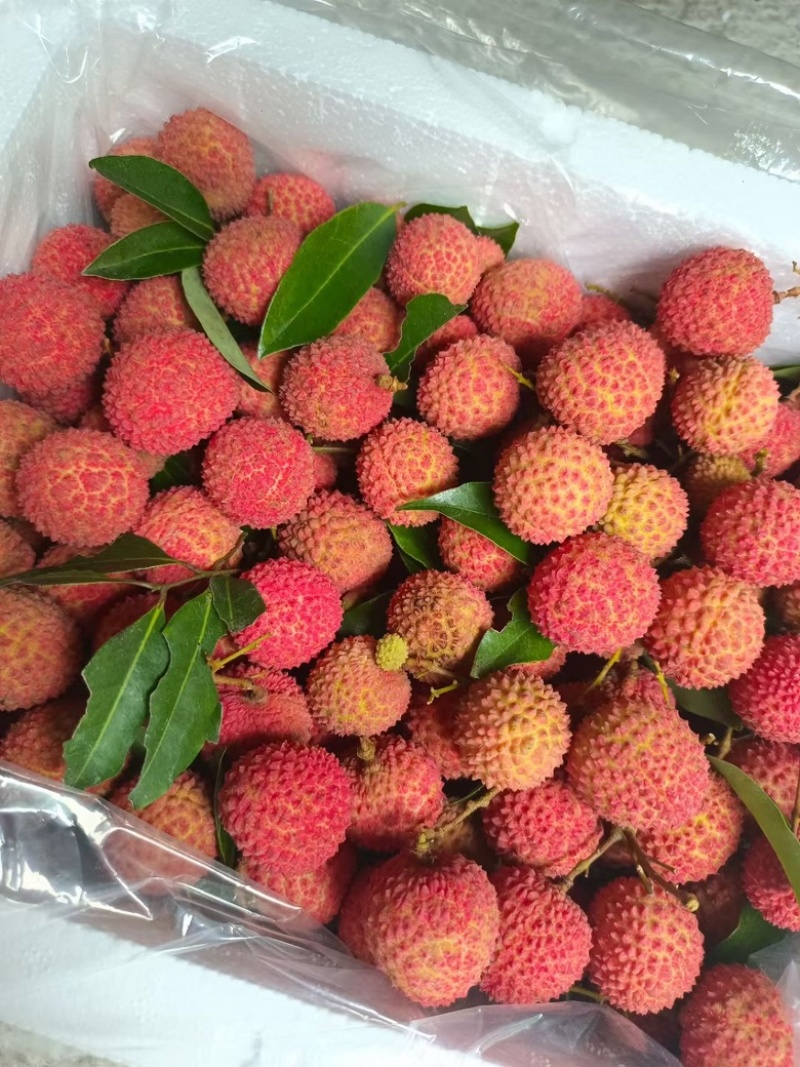 桂味荔枝