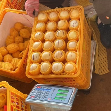 云南人参果产地直发