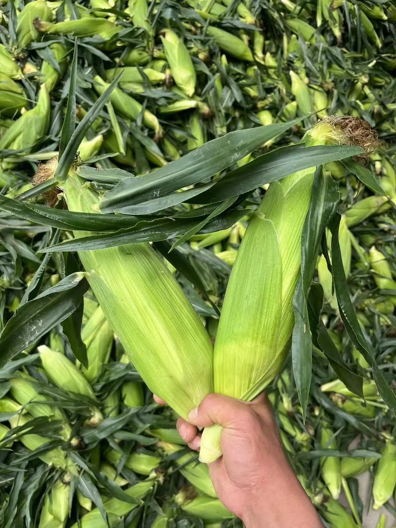 斯达甜230双色水果玉米种子可生吃超甜水果玉米种籽甜玉米