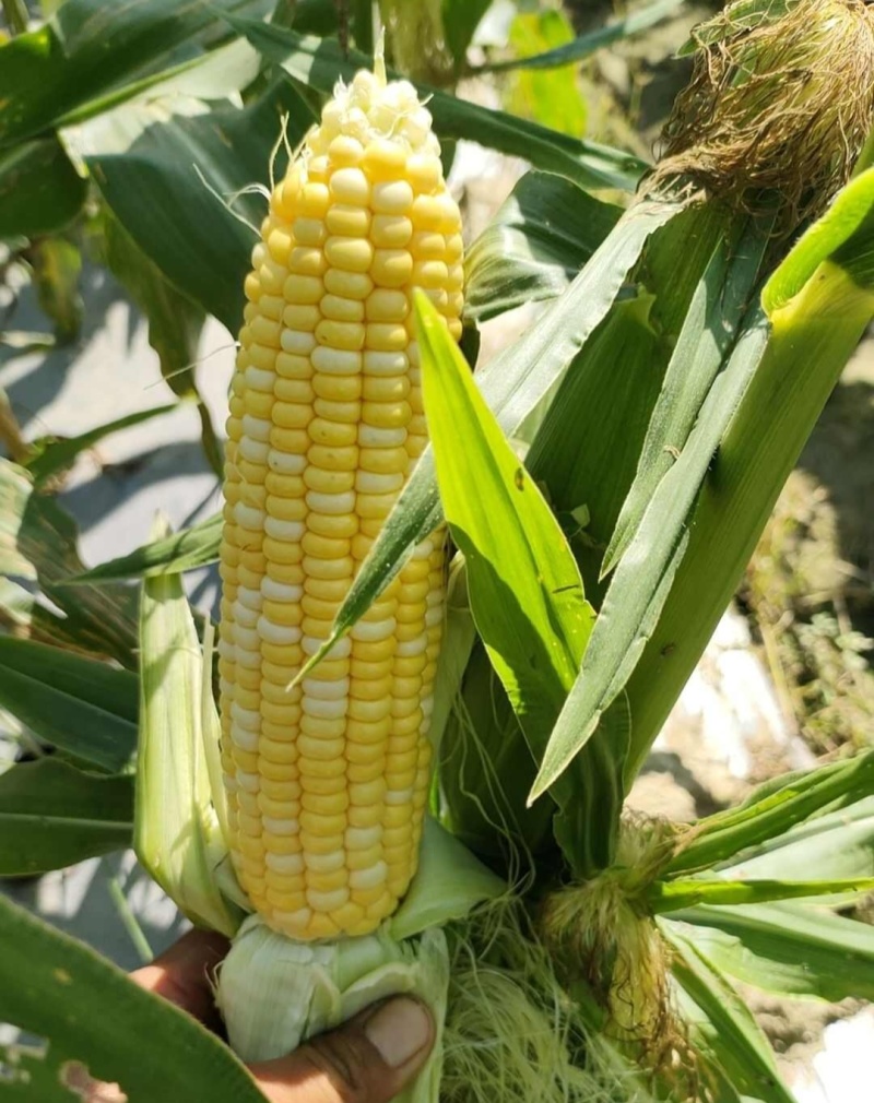 斯达甜230双色水果玉米种子可生吃超甜水果玉米种籽甜玉米