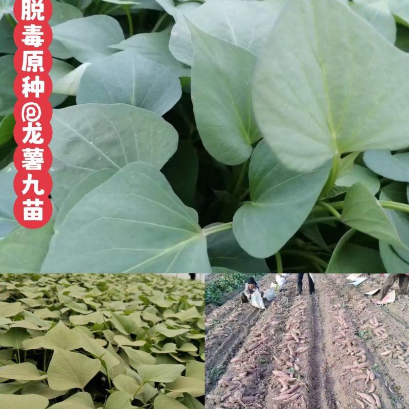 ！出售脱毒红薯苗：龙薯九！高产.瓜型好.易储存！保证品质