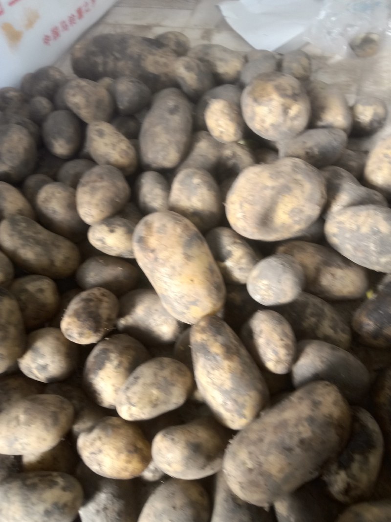 各类土豆种批发