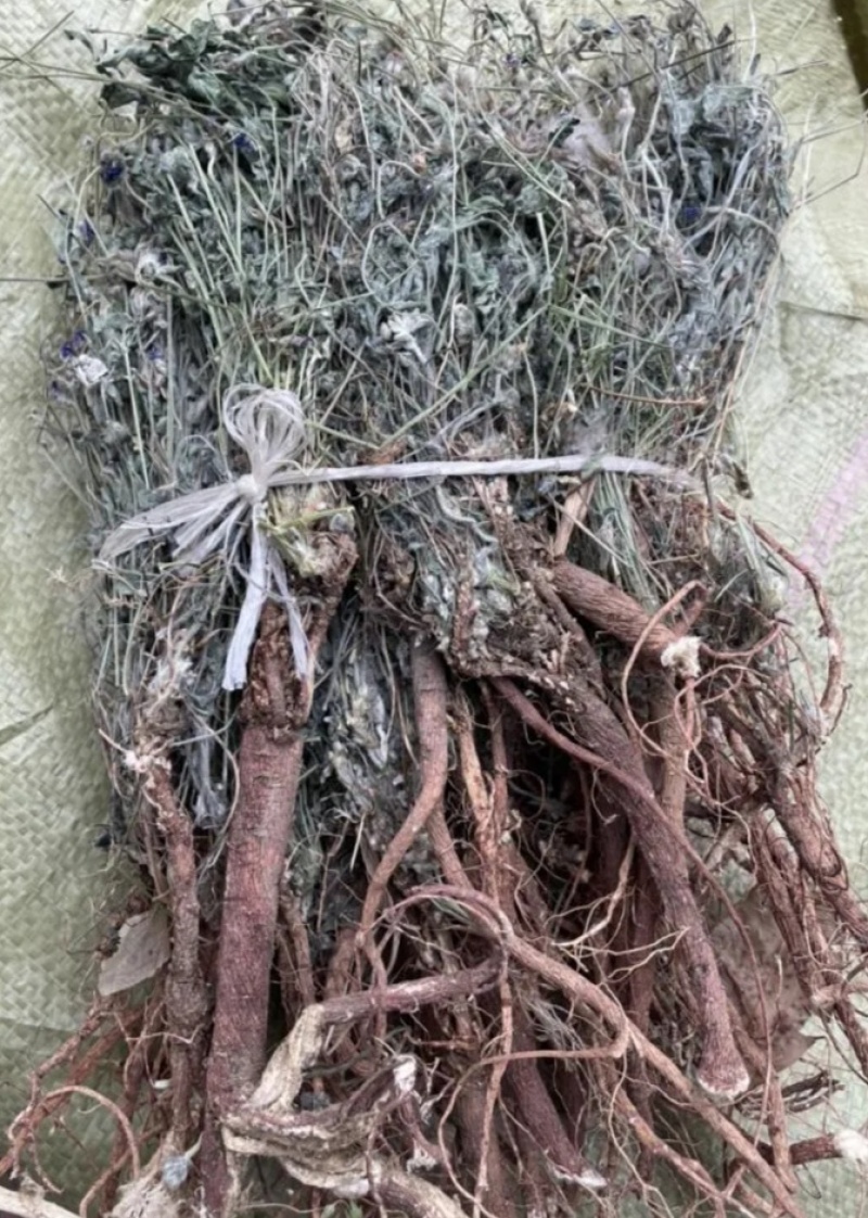 伏牛山甜地丁，全草干货，量大价格优惠，
