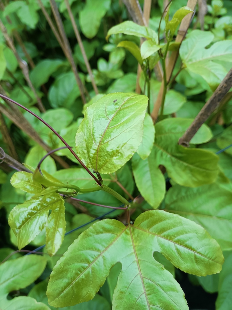 百香果一米高嫁接大苗