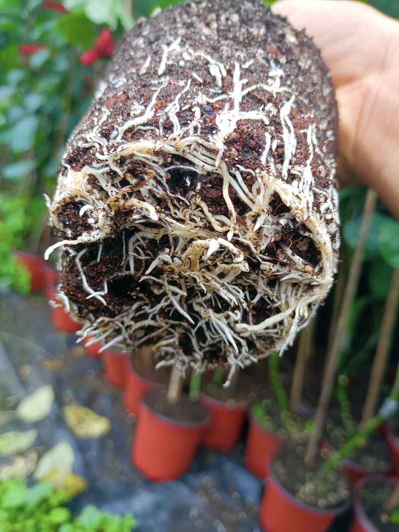 百香果一米高嫁接大苗