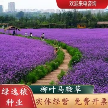 柳叶马鞭草种子紫色蓝色多年生宿根花卉景观花海工程耐寒四季