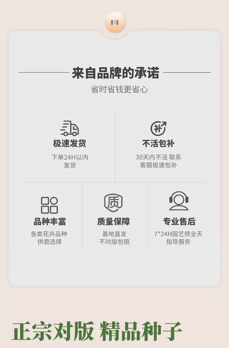 柳叶马鞭草种子紫色蓝色多年生宿根花卉景观花海工程耐寒四季