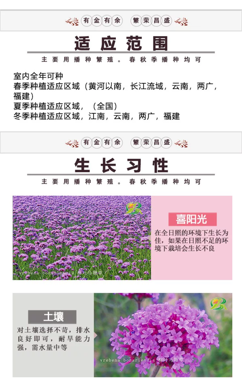 柳叶马鞭草种子紫色蓝色多年生宿根花卉景观花海工程耐寒四季