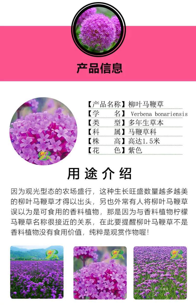 柳叶马鞭草种子紫色蓝色多年生宿根花卉景观花海工程耐寒四季
