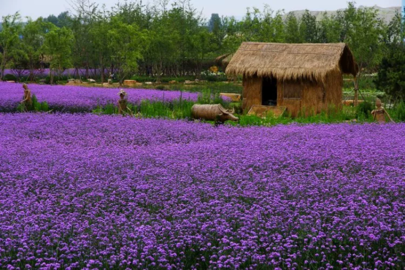 柳叶马鞭草种子紫色蓝色多年生宿根花卉景观花海工程耐寒四季