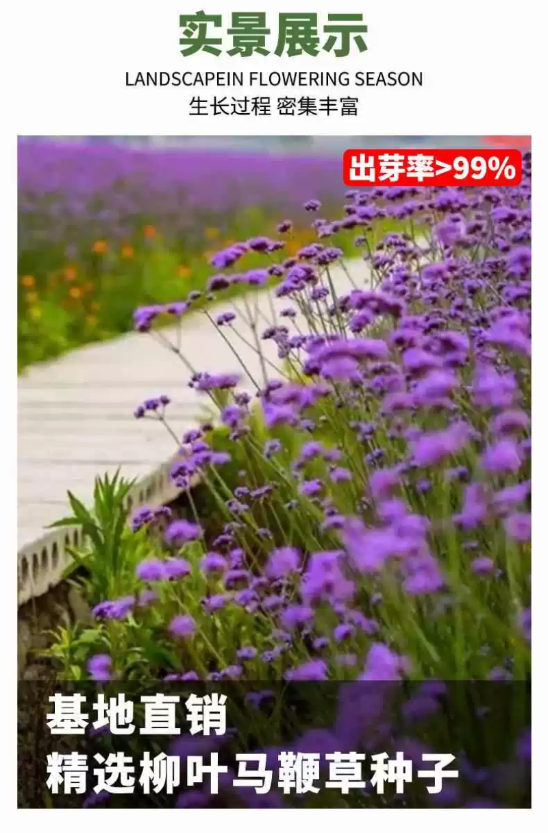 柳叶马鞭草种子紫色蓝色多年生宿根花卉景观花海工程耐寒四季