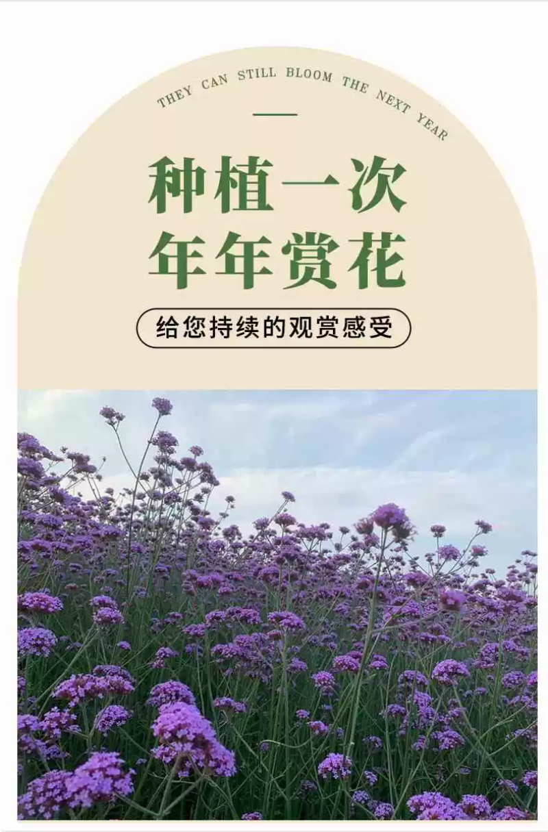 柳叶马鞭草种子紫色蓝色多年生宿根花卉景观花海工程耐寒四季