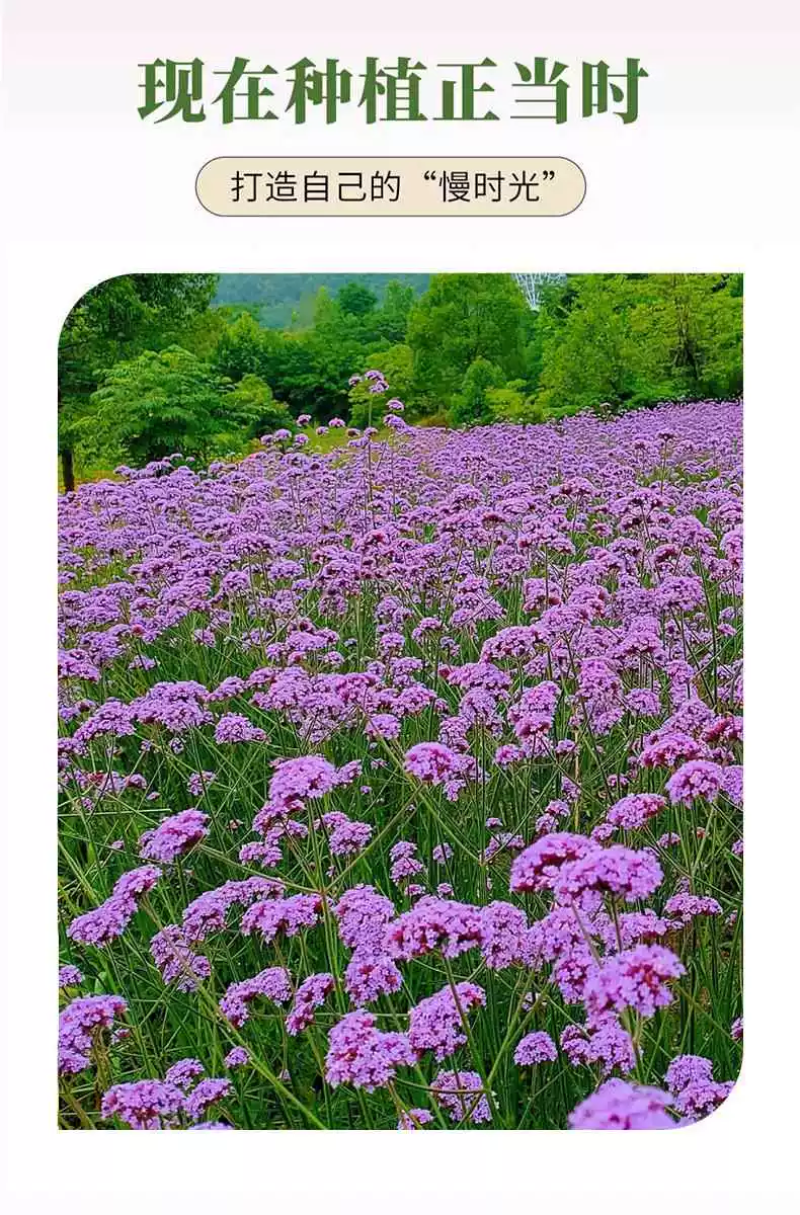柳叶马鞭草种子紫色蓝色多年生宿根花卉景观花海工程耐寒四季