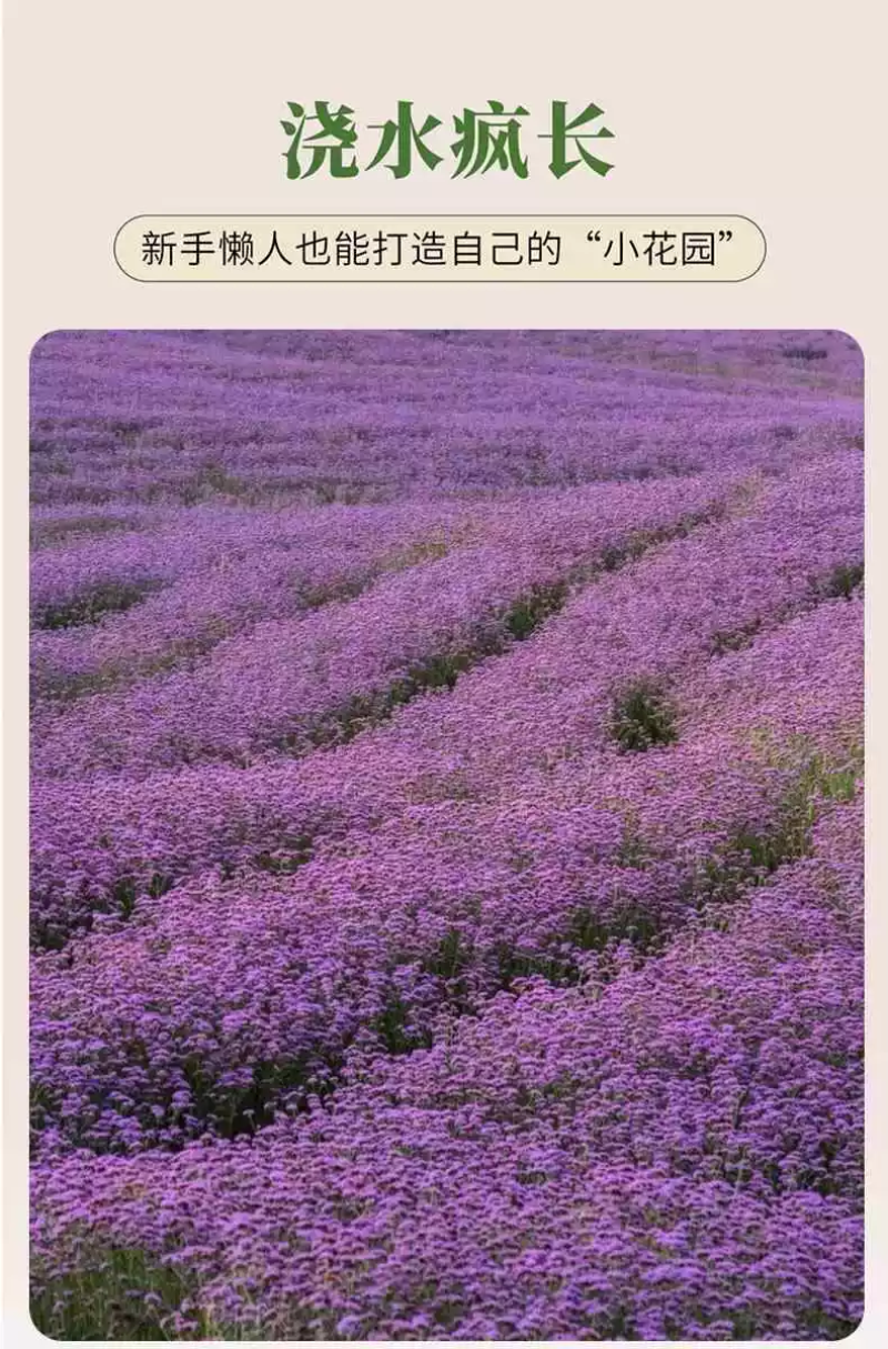 柳叶马鞭草种子紫色蓝色多年生宿根花卉景观花海工程耐寒四季