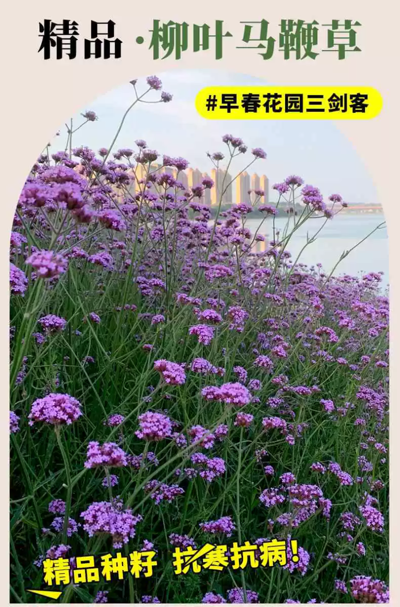 柳叶马鞭草种子紫色蓝色多年生宿根花卉景观花海工程耐寒四季
