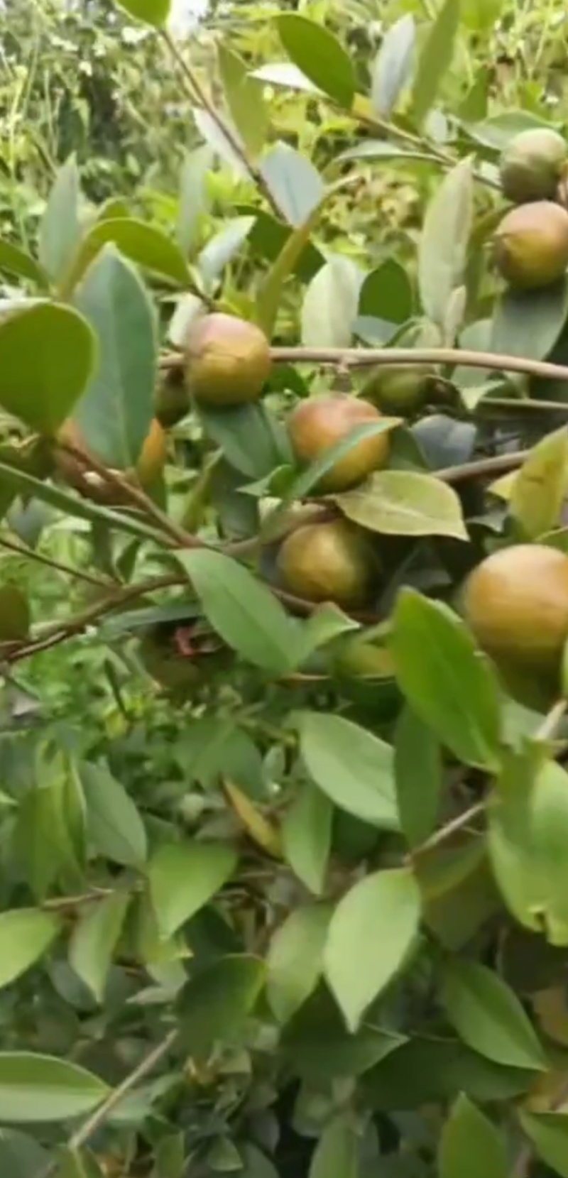 【推荐】农家精品山茶油/一手货源/全国发货