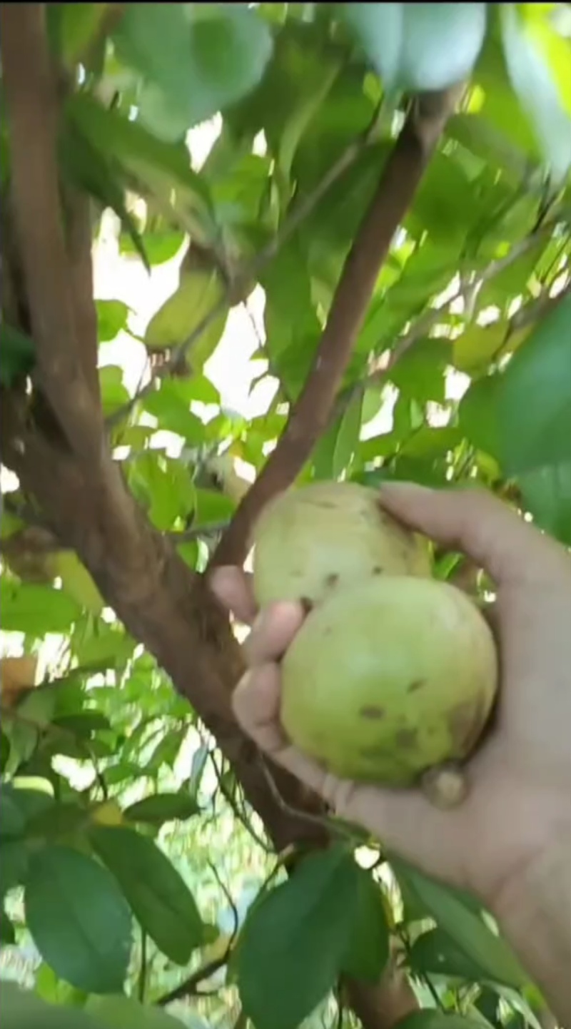 【推荐】农家精品山茶油/一手货源/全国发货