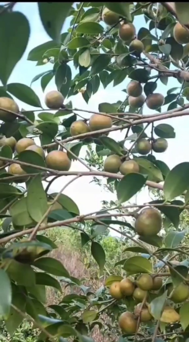 【推荐】农家精品山茶油/一手货源/全国发货