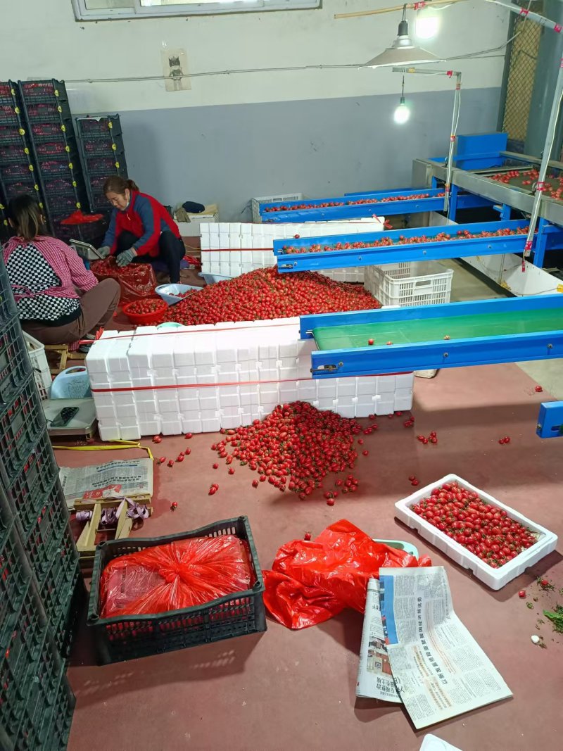 粉贝贝圣女果千喜粉玉T七圣女果产地量大口感好现摘现货