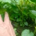 树番茄苗