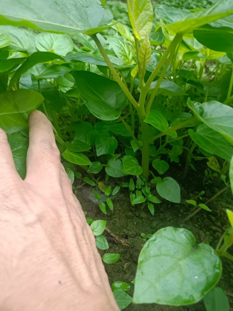 树番茄苗