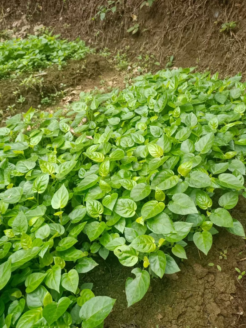 树番茄苗