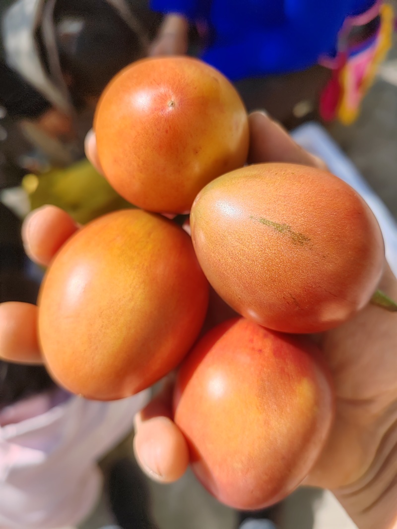 树番茄苗