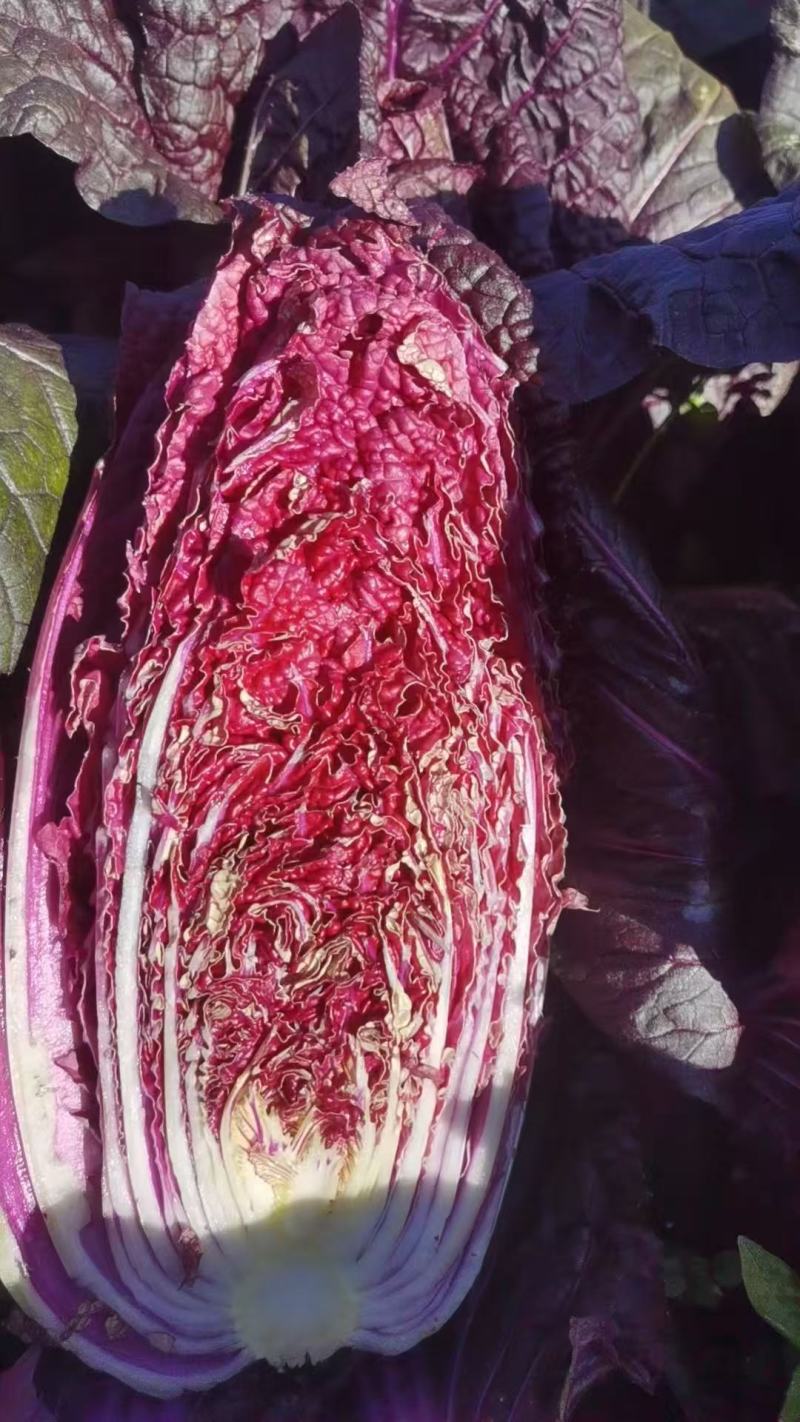 紫白菜，常年有货，直接打电话，平台无法聊天