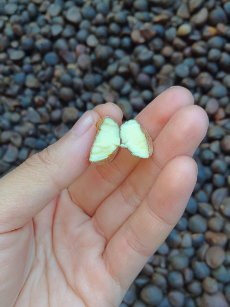 广西百色高海拔山茶油