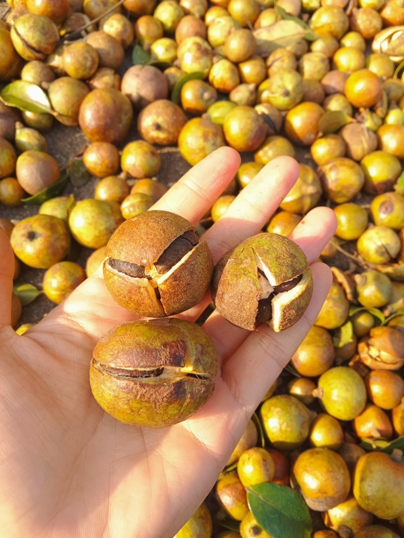 广西百色高海拔山茶油