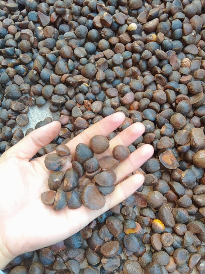 广西百色高海拔山茶油