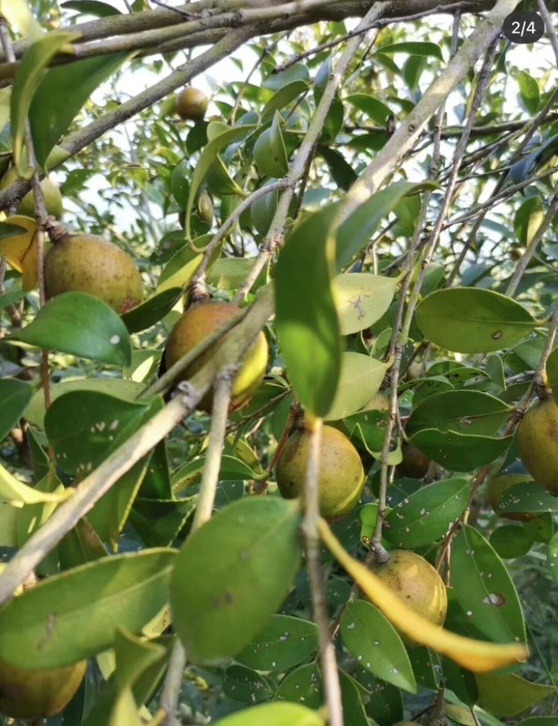 广西百色高海拔山茶油