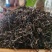 2019年布朗山大树生茶花果香十足，性价比超高的口粮茶