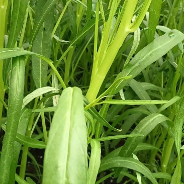 空心菜代收白骨.半青白.青骨