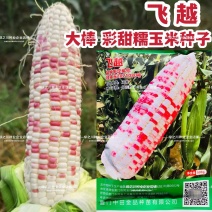 飞越彩甜糯玉米种子软糯香甜彩花糯玉米种籽鲜食水果苞米种籽