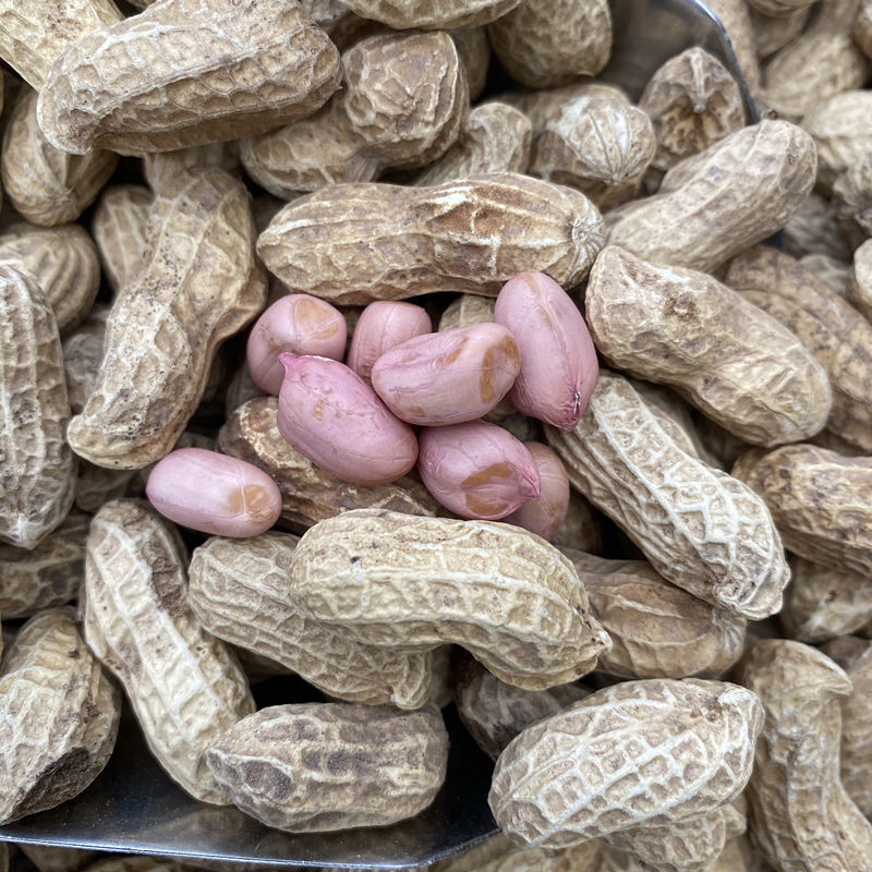 大粒罗汉308花生种子薄壳饱满矮株高产抗病商品性佳