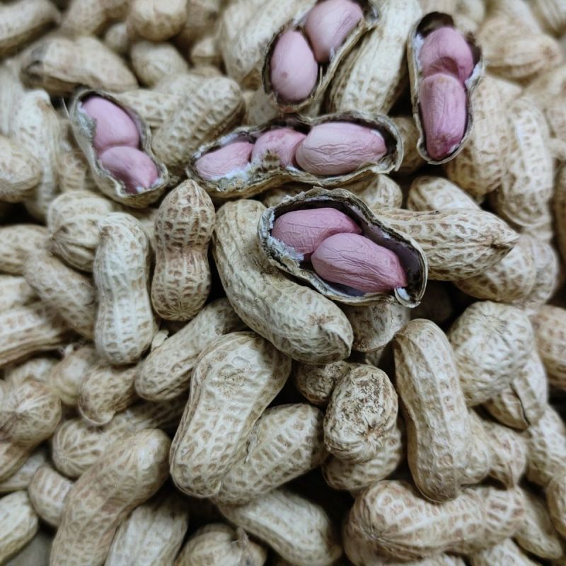 大粒罗汉308花生种子薄壳饱满矮株高产抗病商品性佳