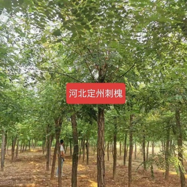 河北定州槐树刺槐洋槐树乔灌木绿化苗木树苗