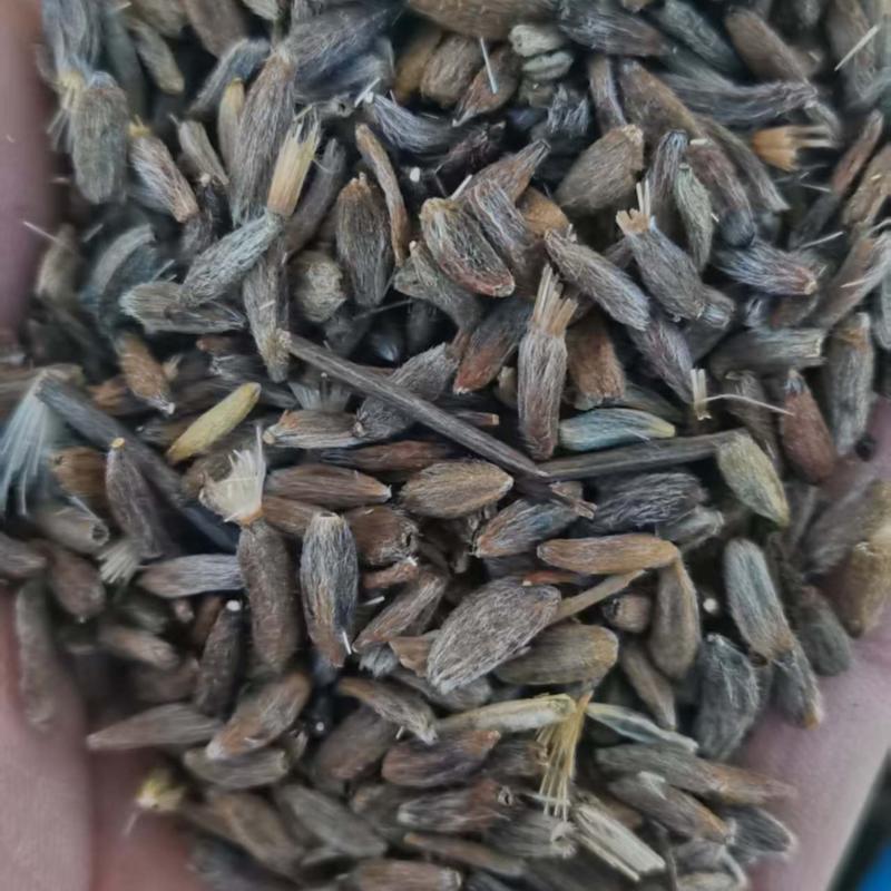 纯新两年白术籽高产货
