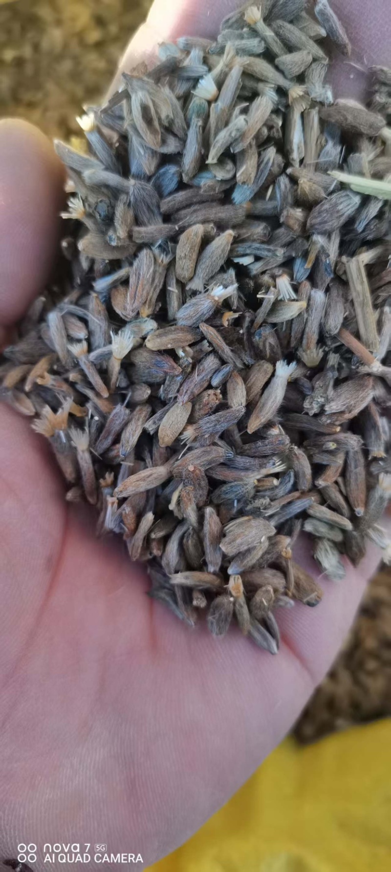 纯新两年白术籽高产货
