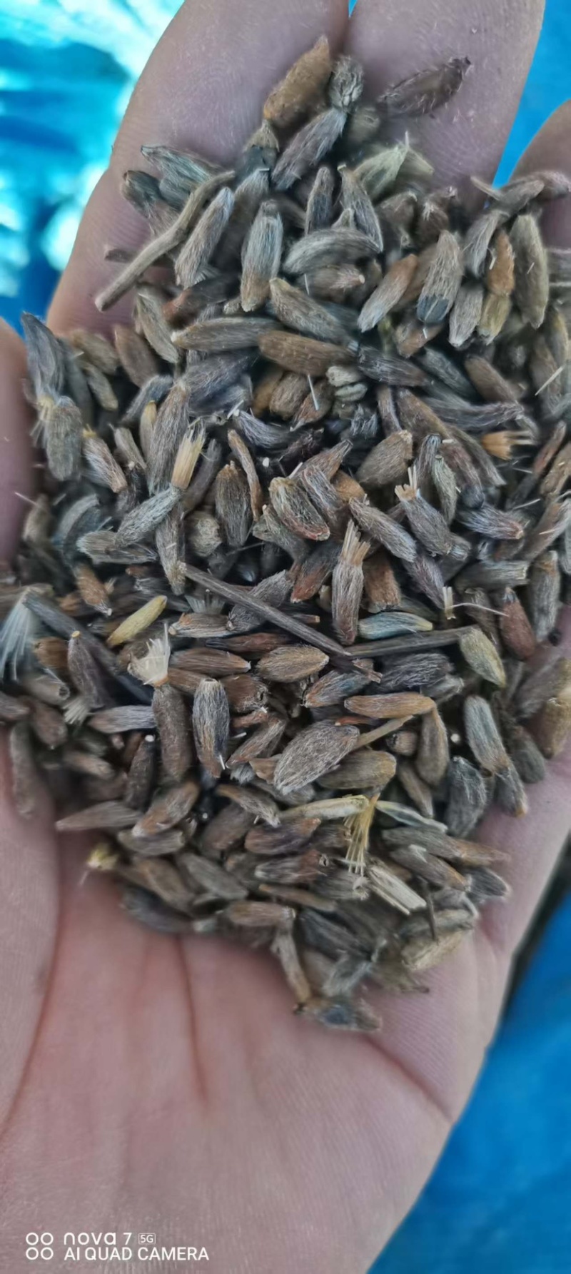 纯新两年白术籽高产货