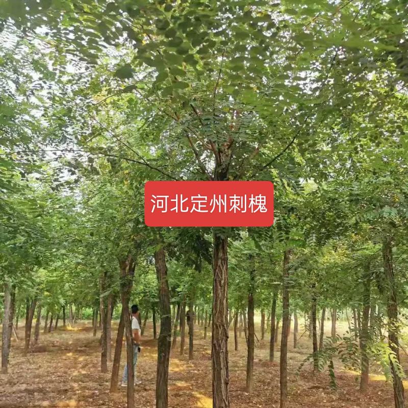 河北定州槐树刺槐洋槐树乔灌木绿化苗木树苗