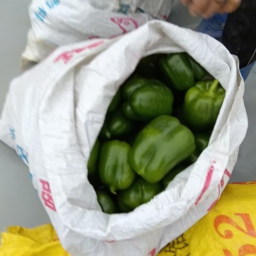 圆椒